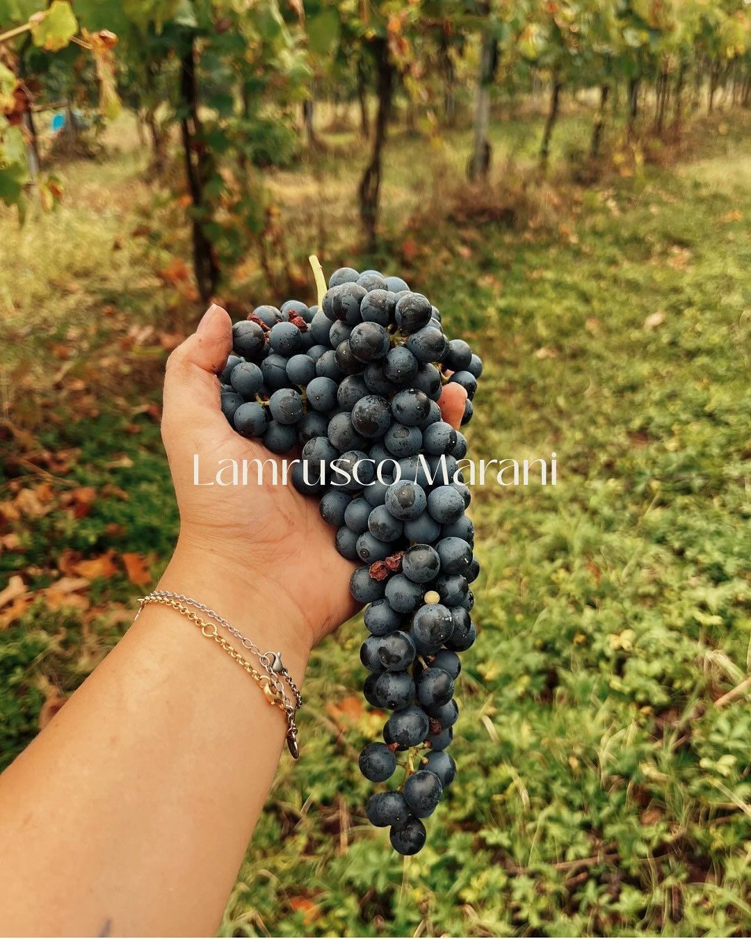 Azienda Agricola Casone di Sotto, piatti cucina emiliana, maranello, cucina locale, produzione vini
