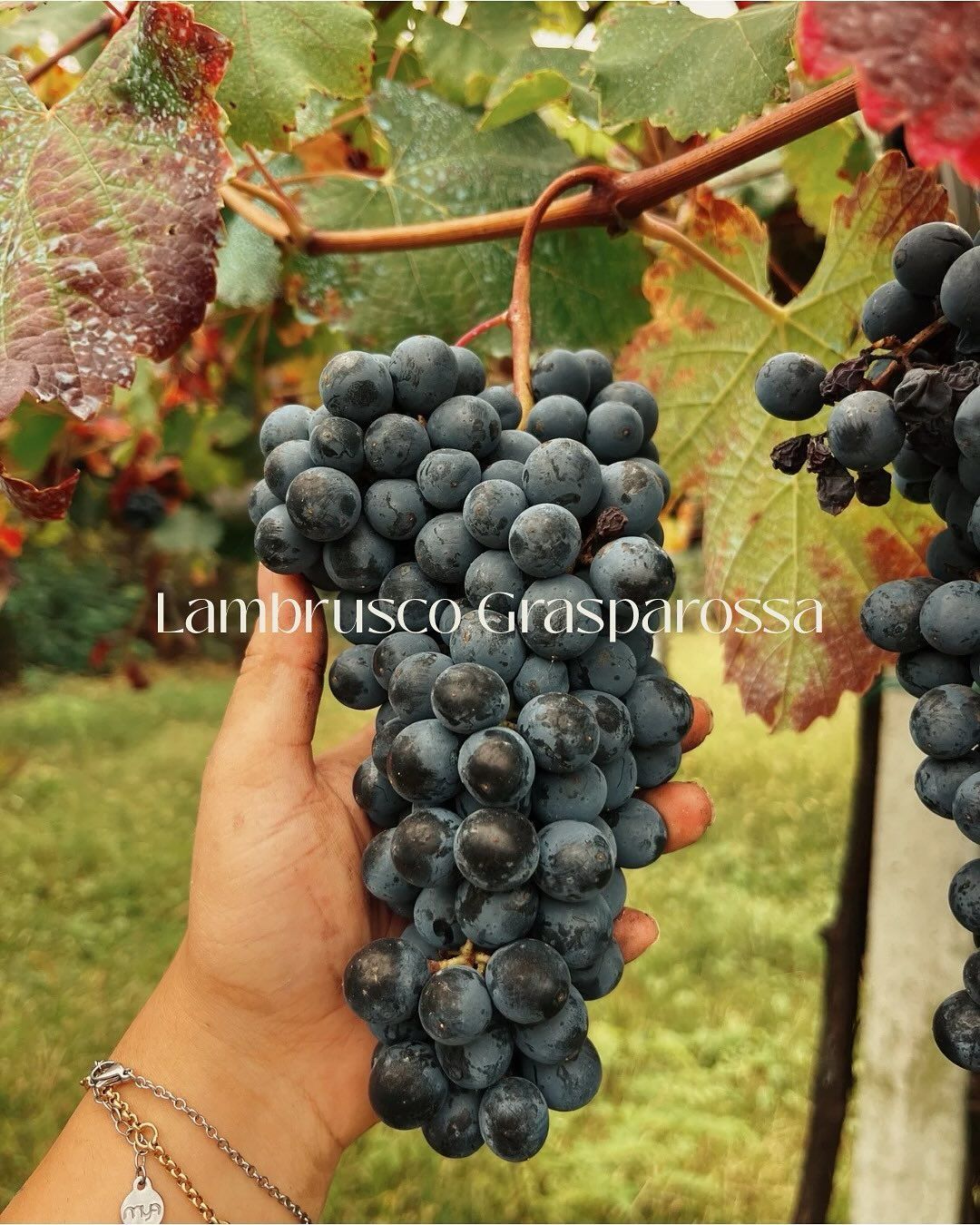 Azienda Agricola Casone di Sotto, piatti cucina emiliana, maranello, cucina locale, produzione vini