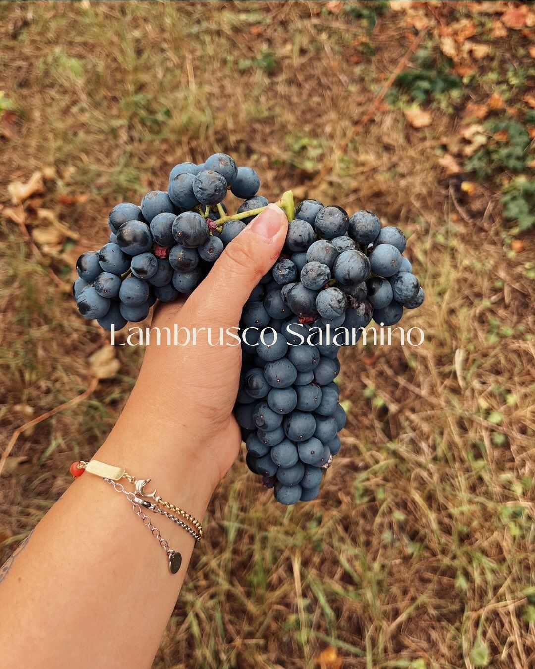 Azienda Agricola Casone di Sotto, piatti cucina emiliana, maranello, cucina locale, produzione vini