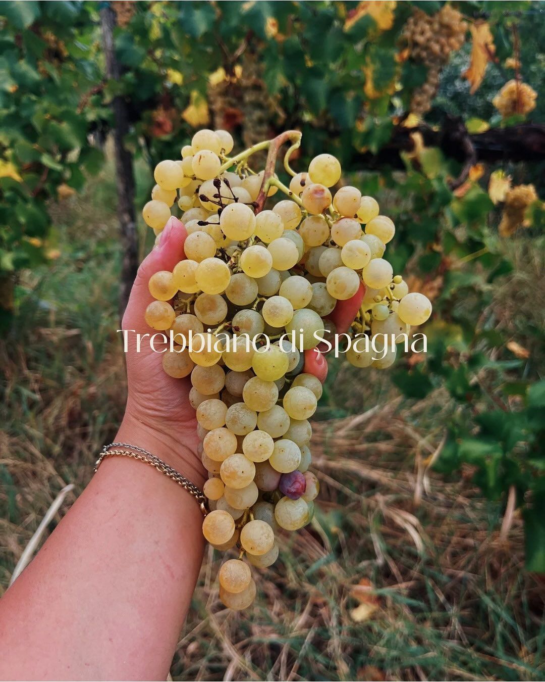 Azienda Agricola Casone di Sotto, piatti cucina emiliana, maranello, cucina locale, produzione vini