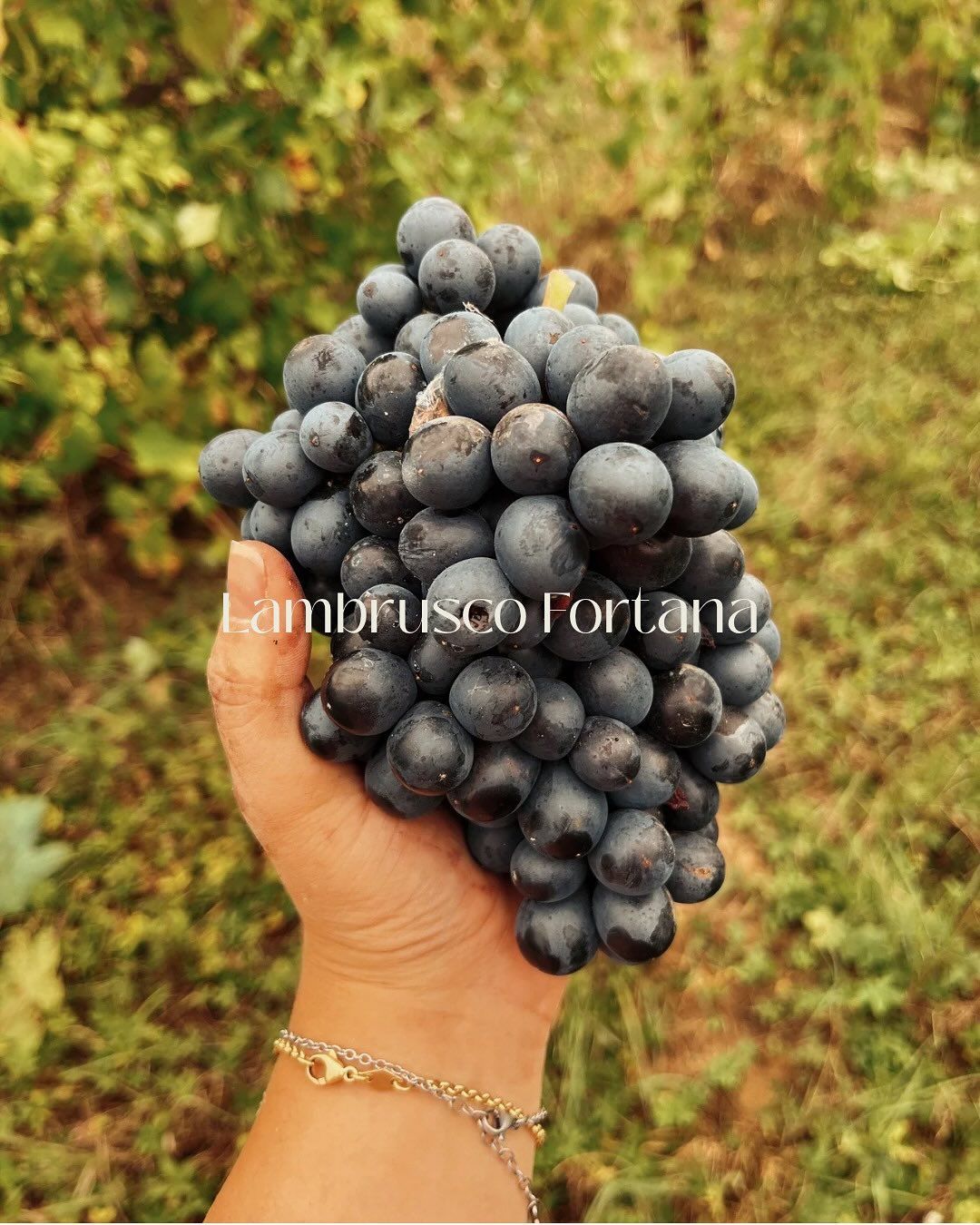 Azienda Agricola Casone di Sotto, piatti cucina emiliana, maranello, cucina locale, produzione vini