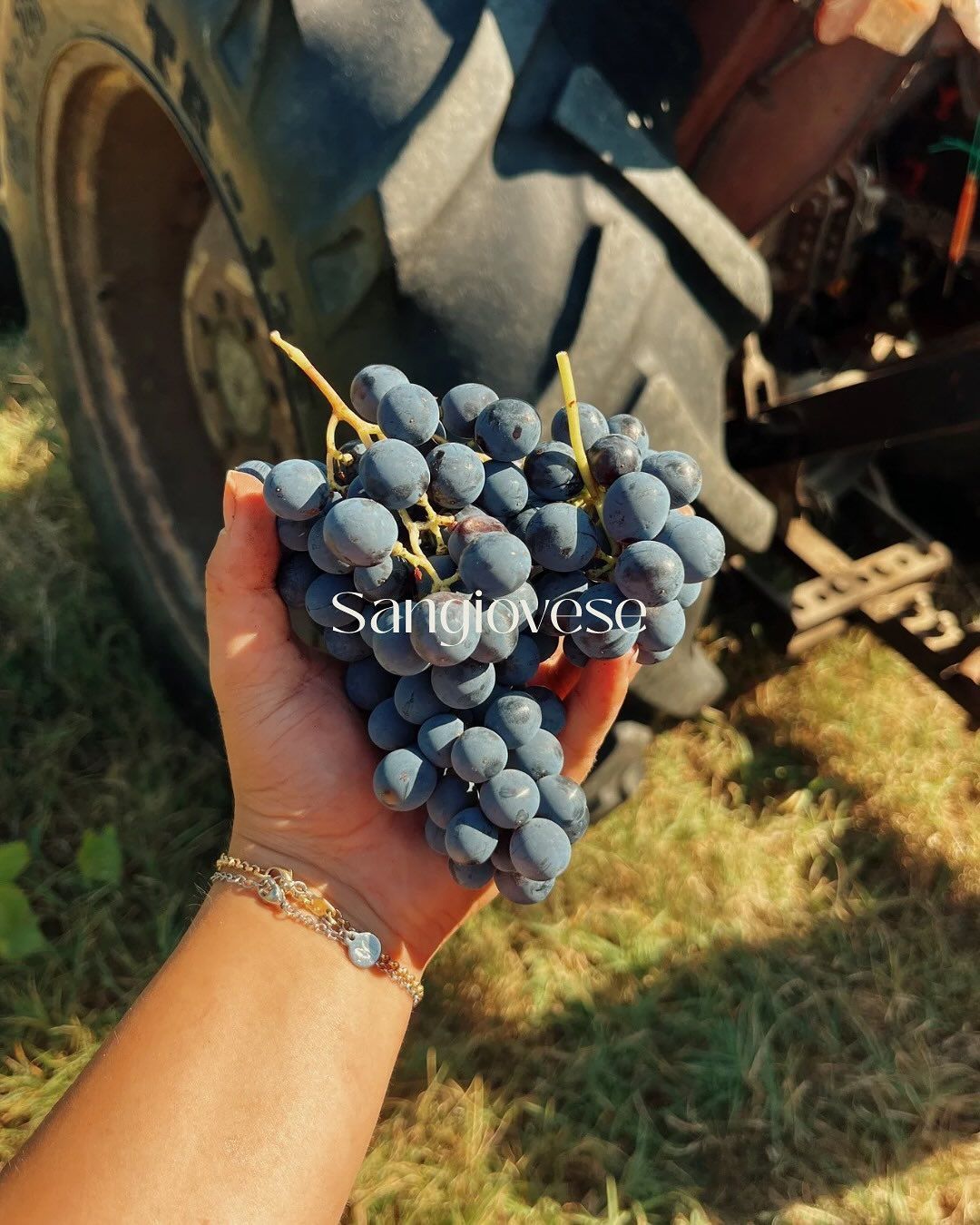 Azienda Agricola Casone di Sotto, piatti cucina emiliana, maranello, cucina locale, produzione vini