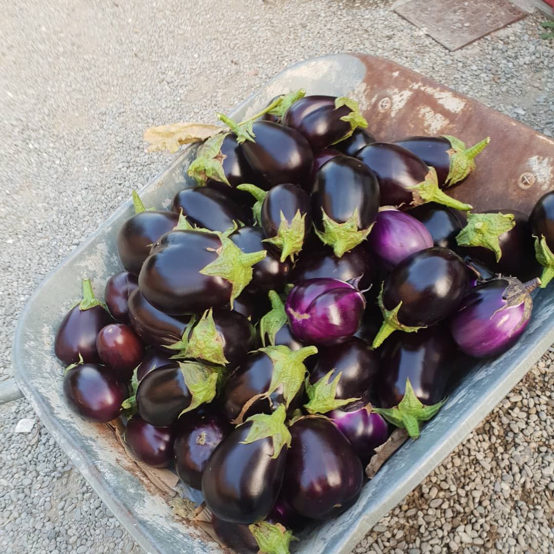 Azienda Agricola Casone di Sotto, maranello, verdure propria produzione