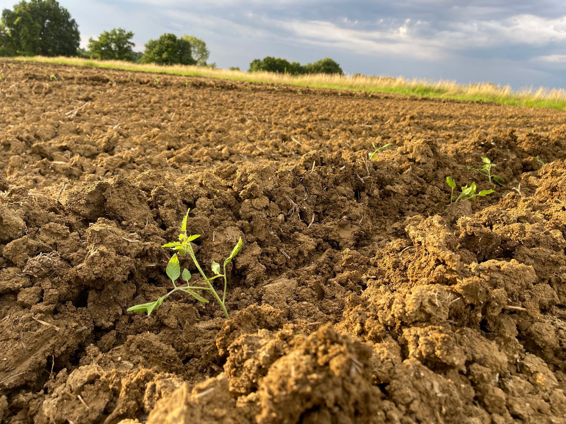 Azienda Agricola Casone di Sotto, maranello, propria produzione