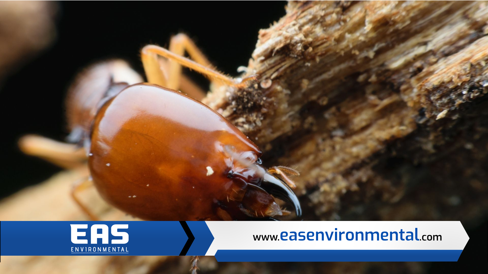 Termite Damage Repair in North Charleston, SC