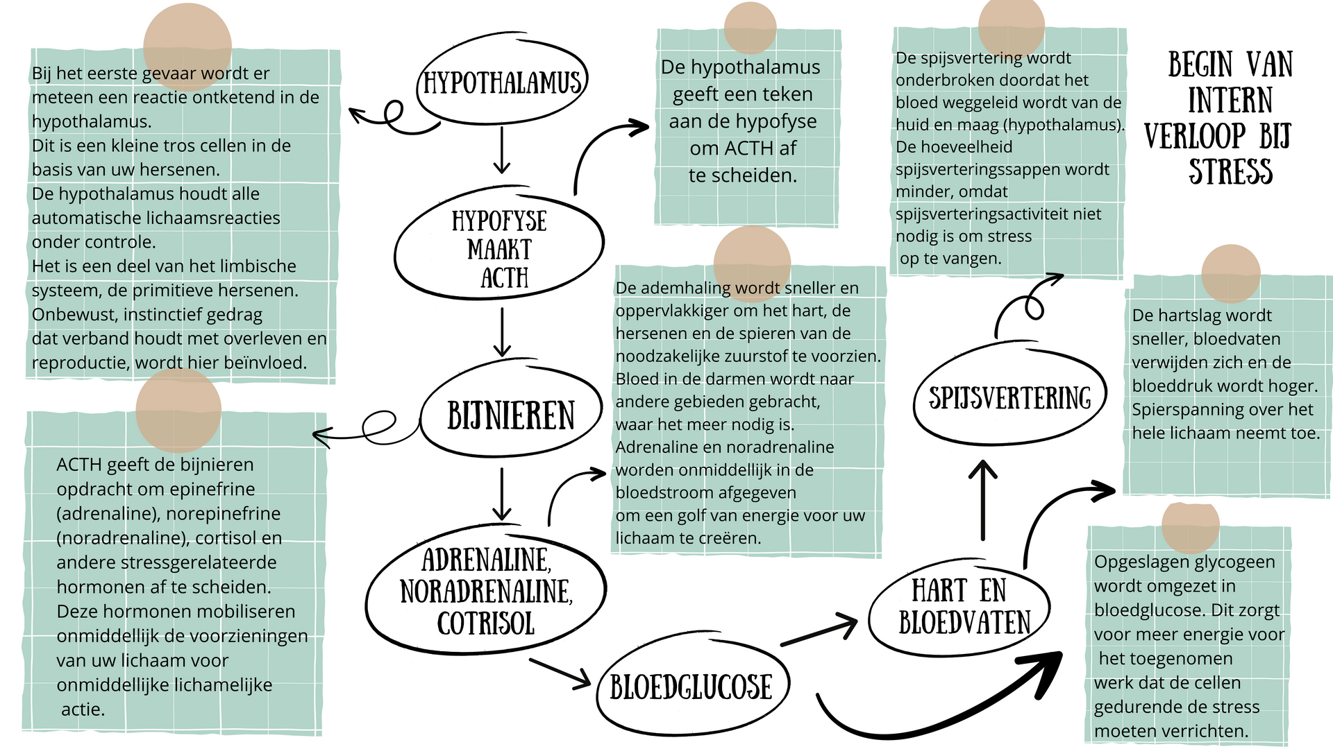 Verloop van stress in het lichaam, Adrenaline, Bloedruk, Tips tegen stress, stress klachten