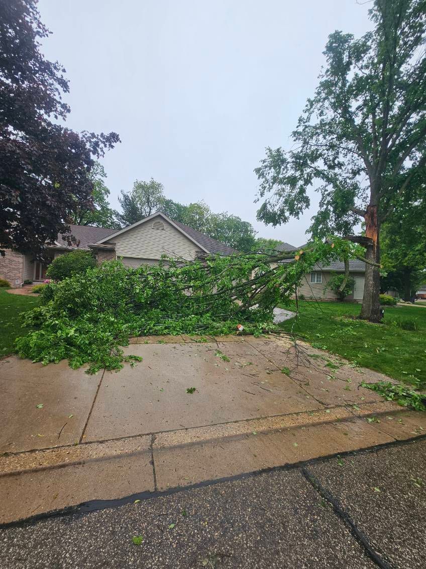 A tree has fallen on the sidewalk in front of a house.