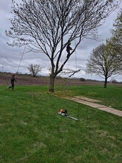 Trimming And Pruning The Tree — Harvard, IL — Power Tree & Landscaping