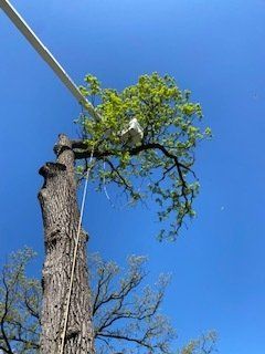 Tree Trimming — Harvard, IL — Power Tree & Landscaping
