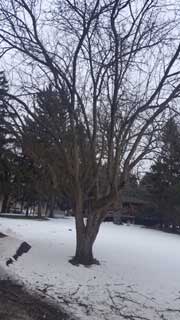 Tree Service — Harvard, IL — Power Tree & Landscaping