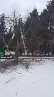 Using a Lift to Cut a Tree Branch — Harvard, IL — Power Tree & Landscaping