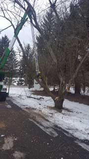 Tree Branches Removal — Harvard, IL — Power Tree & Landscaping
