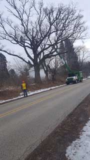 Removing the Branches of Tree — Harvard, IL — Power Tree & Landscaping