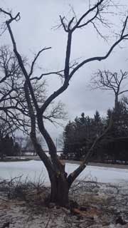 Trimmed Tree — Harvard, IL — Power Tree & Landscaping