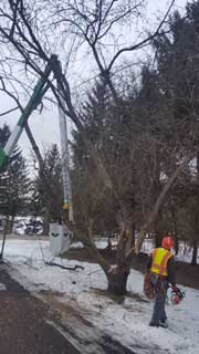 Man with Safety Hat — Harvard, IL — Power Tree & Landscaping