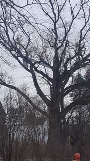 Tree Cutting — Harvard, IL — Power Tree & Landscaping