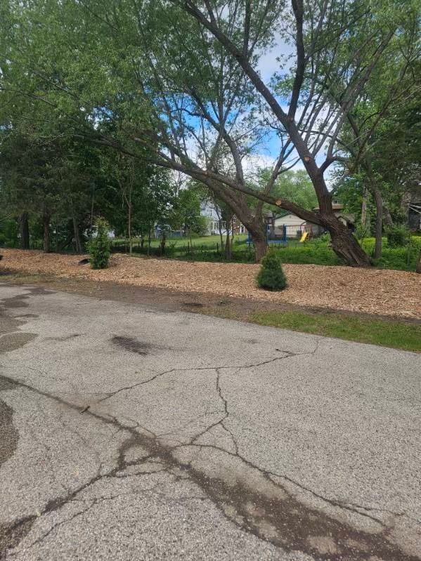 A tree has fallen on the side of a road.