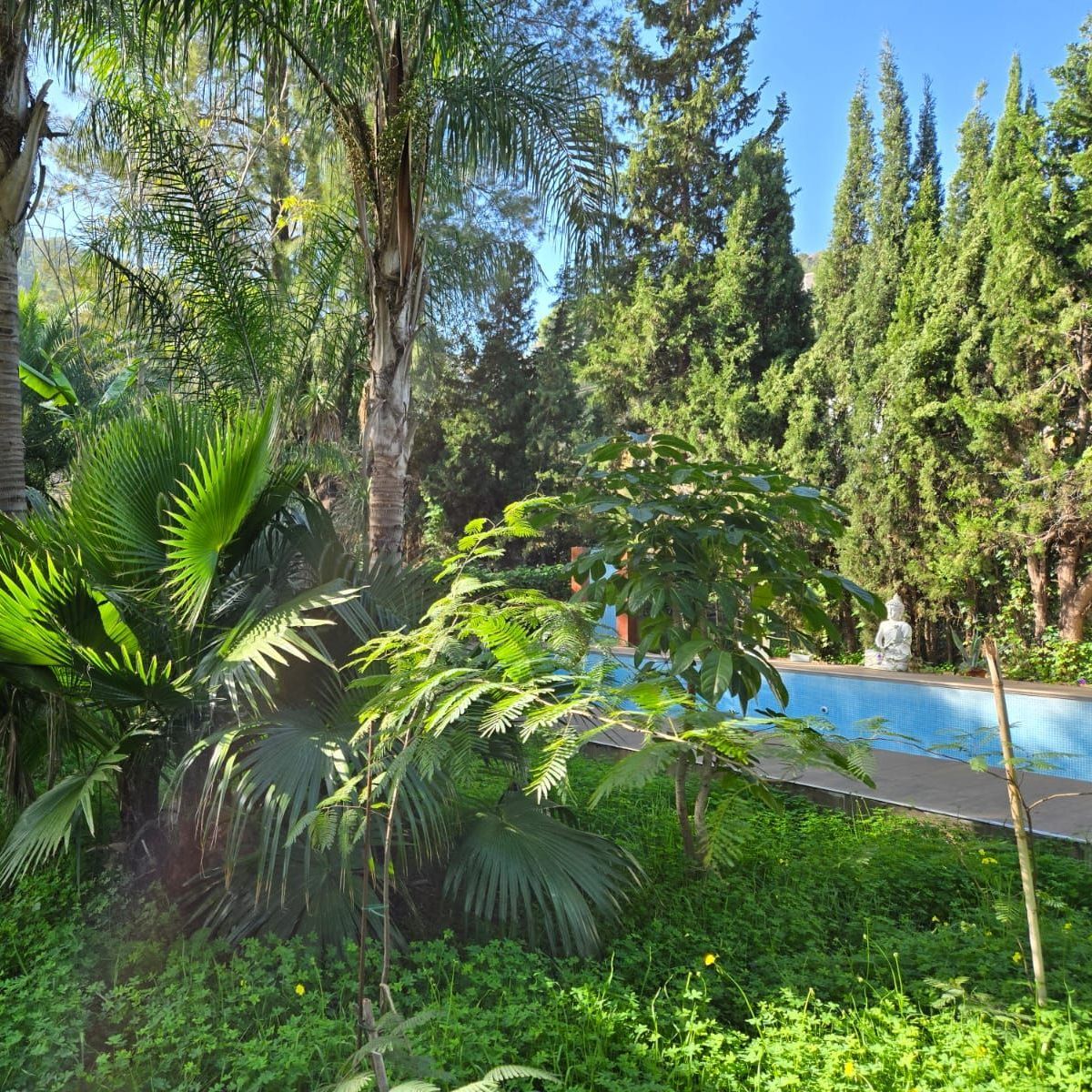 A swimming pool is surrounded by trees and bushes