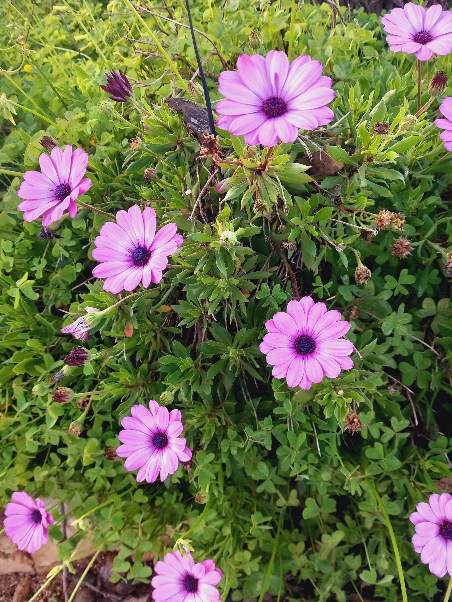 A bunch of purple flowers are growing in the grass.