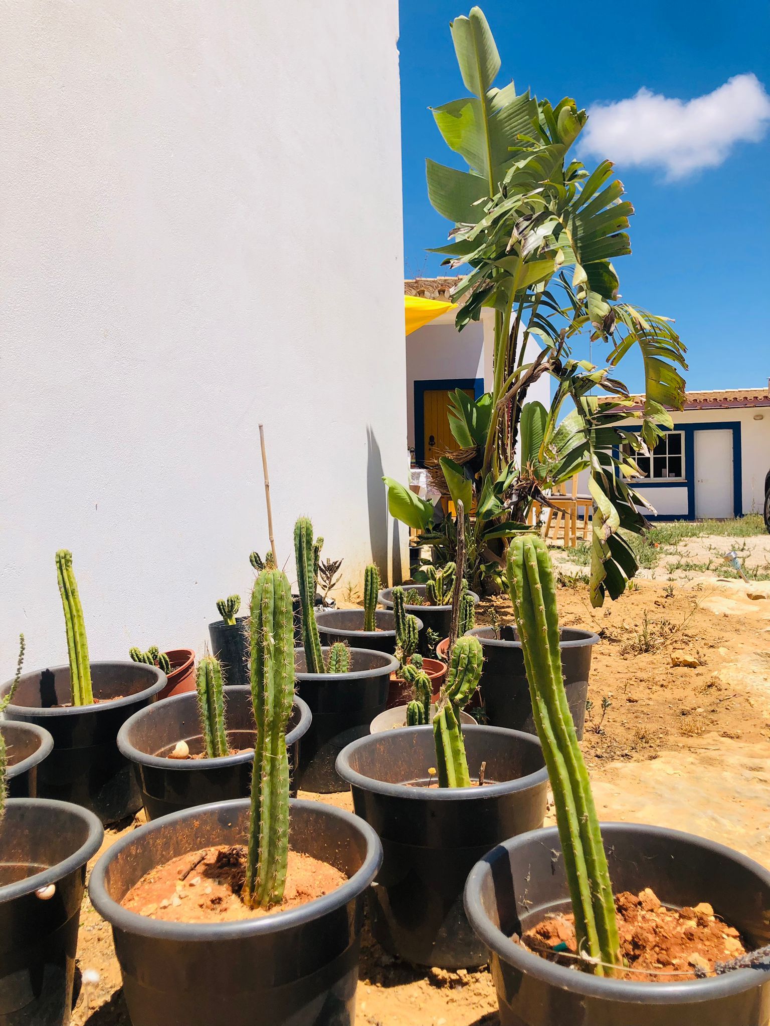 A bunch of potted plants in front of a building