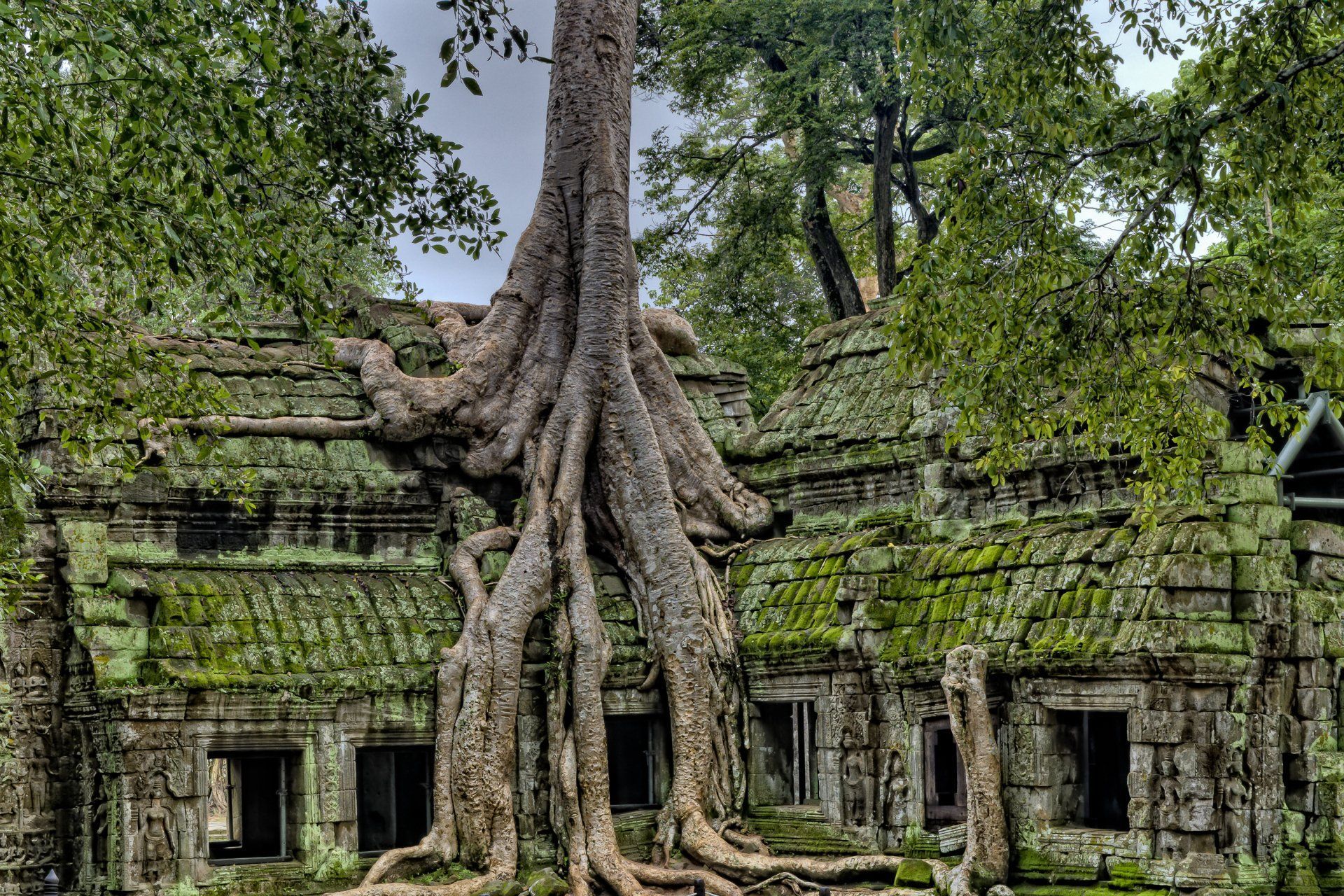 Jungle ayahuasca vines and ruins