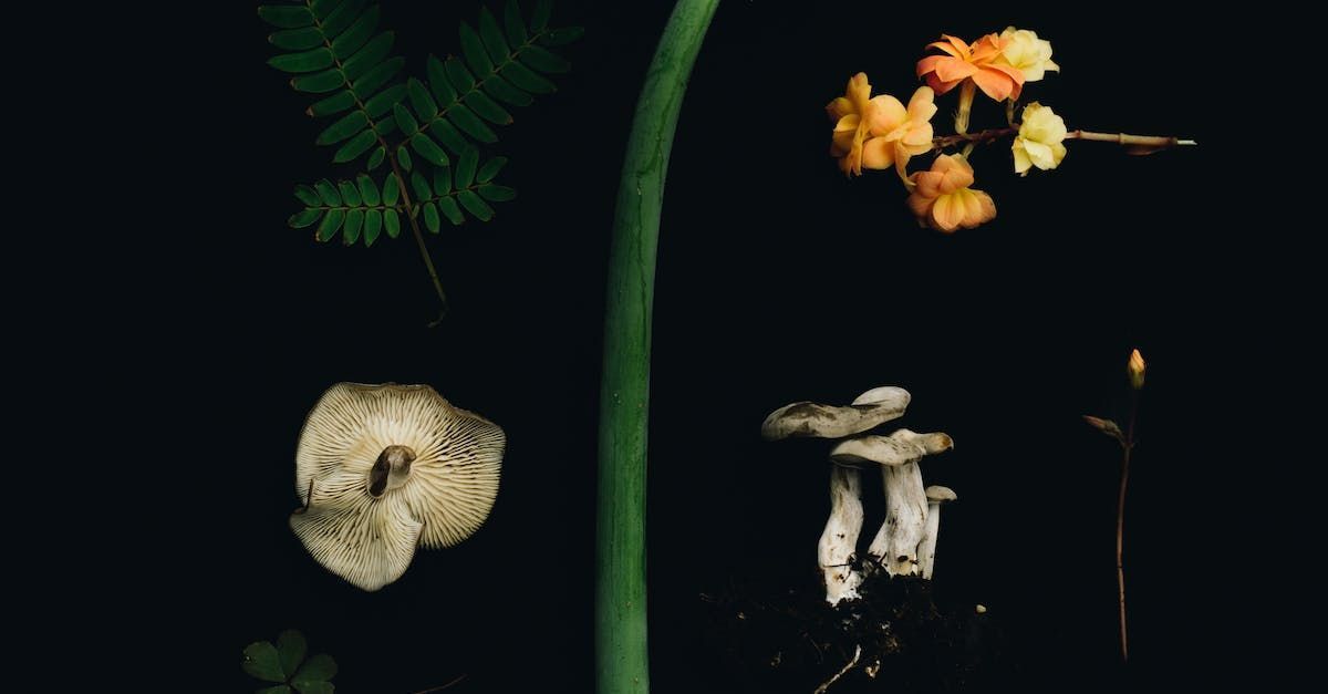 Plant medicine flowers