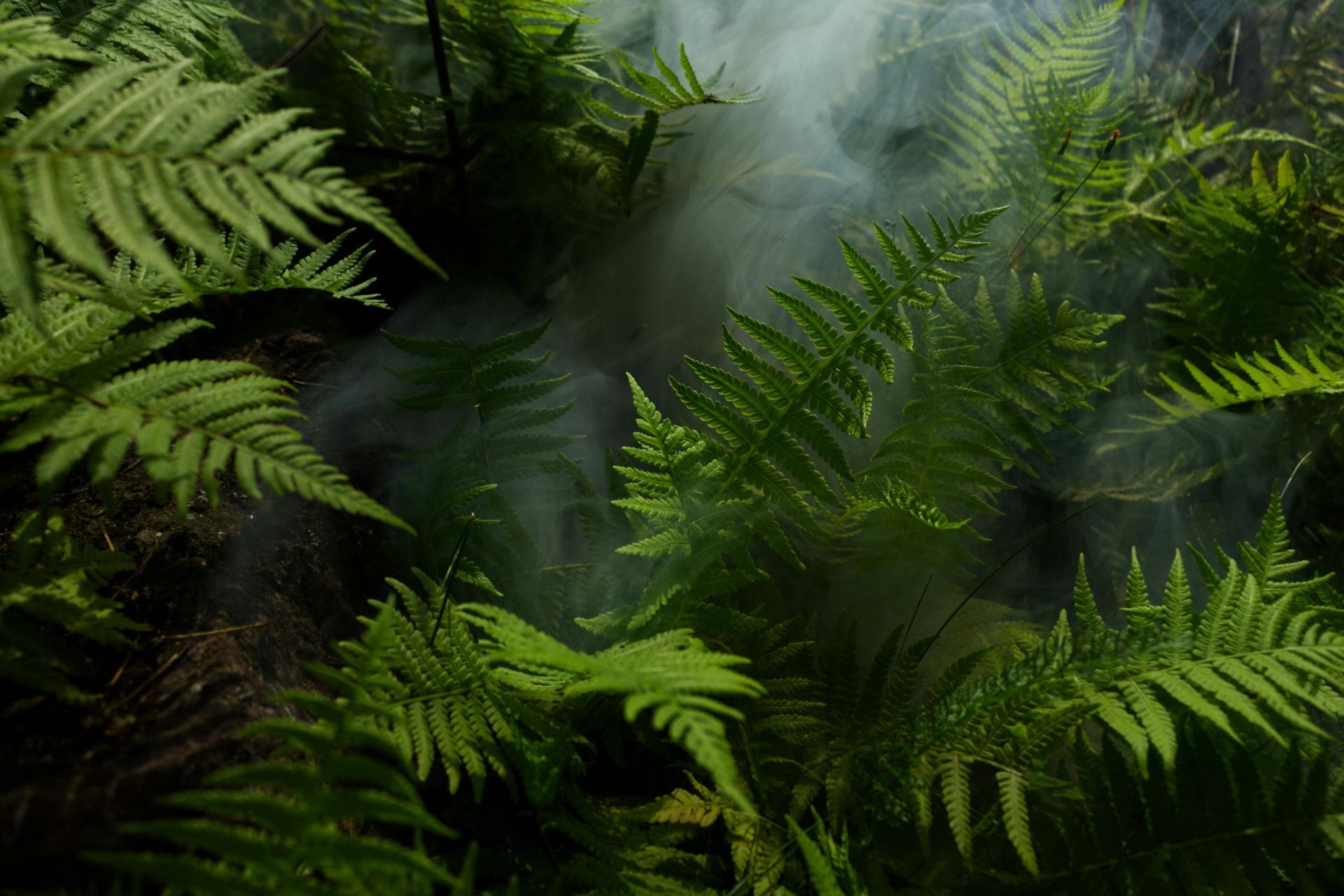 Ayahuasca retreat jungle