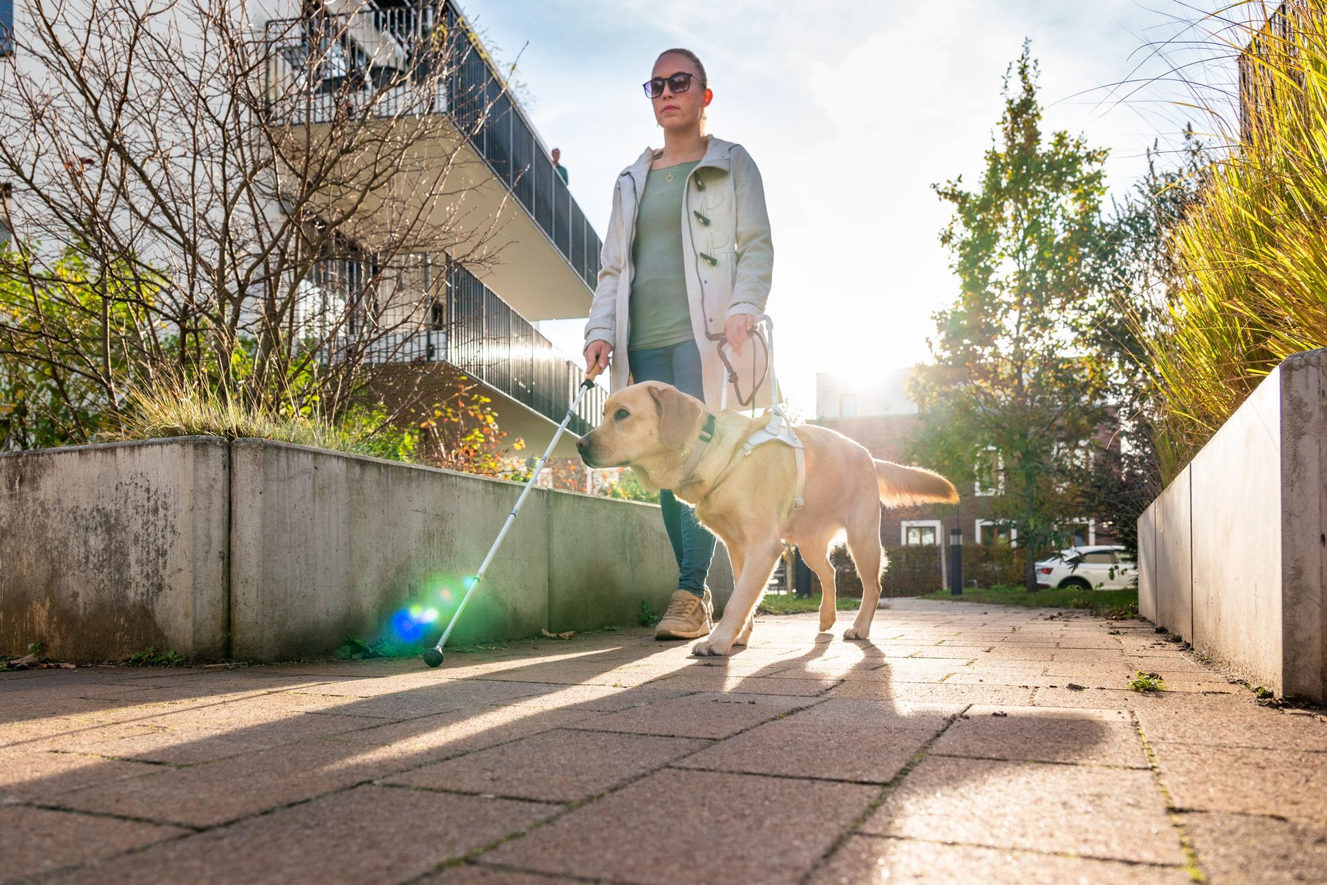 A woman is walking a blind dog on a leash.