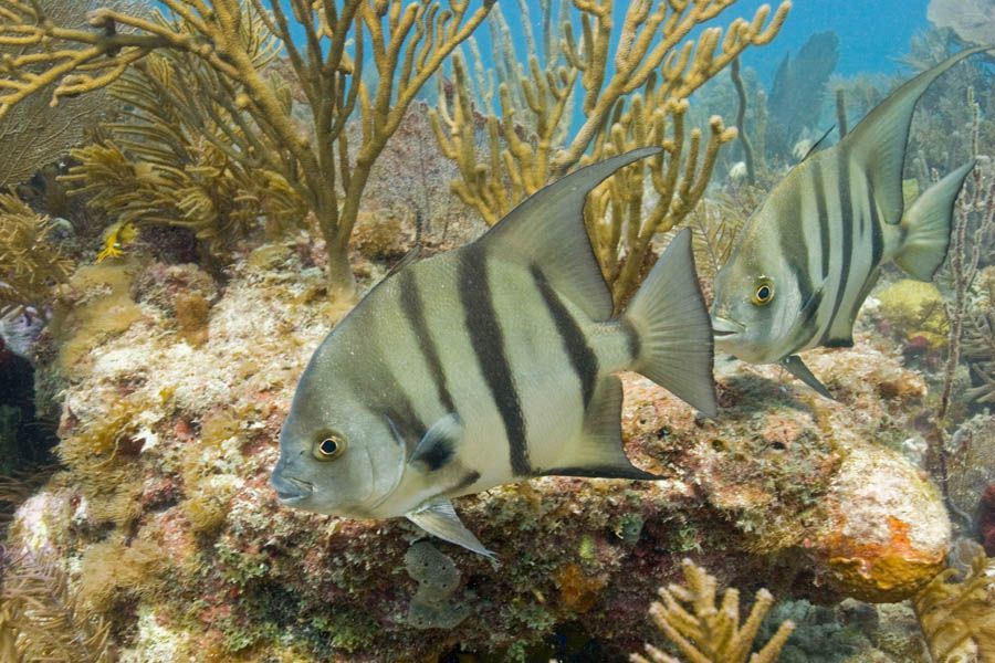 Two striped fish are swimming in a coral reef.