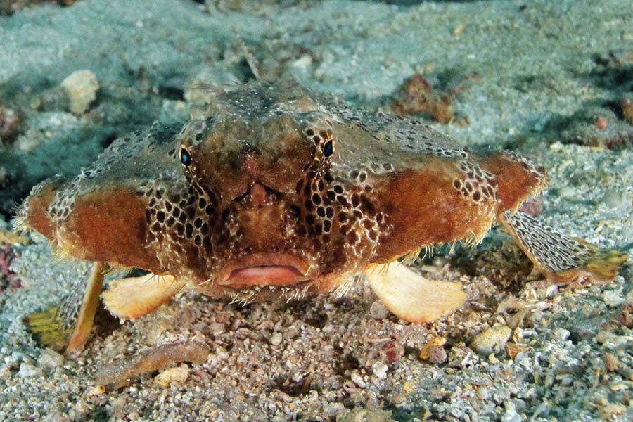 A close up of a fish sitting on top of a sandy surface.