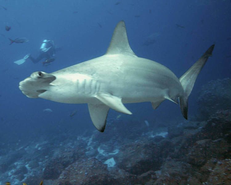 A shark is swimming in the ocean near a coral reef.