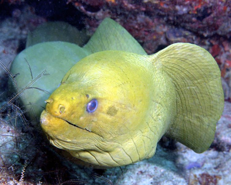 A yellow fish with blue eyes is swimming in the ocean.