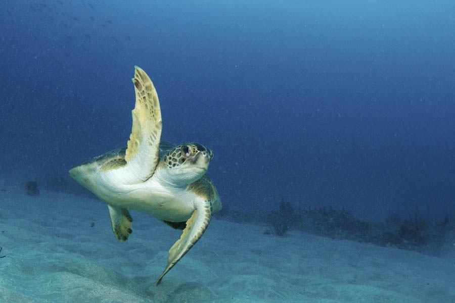 A sea turtle is swimming in the ocean with its wings outstretched.