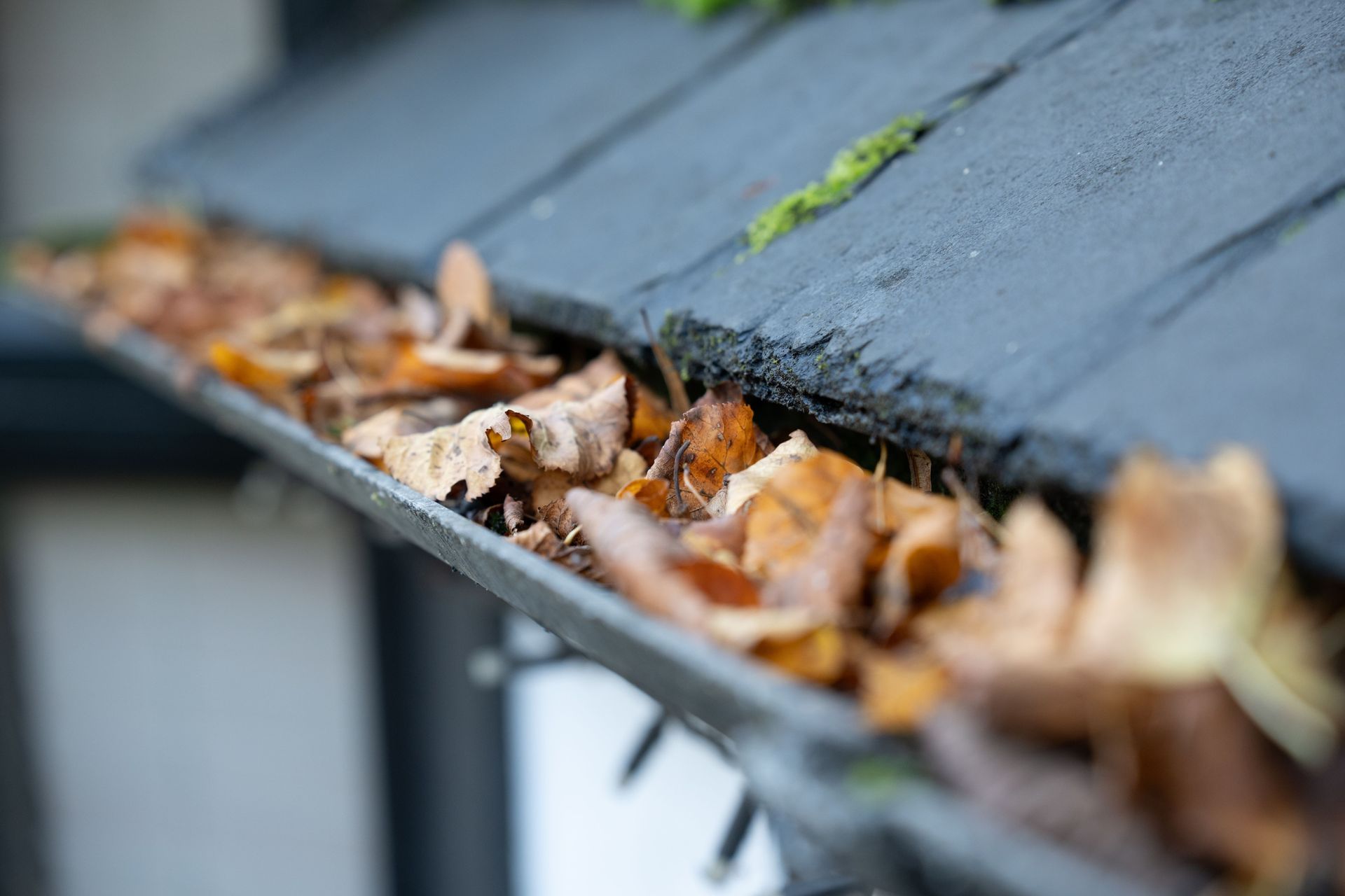 Leaves trapped in a gutter on a dark gray roofline