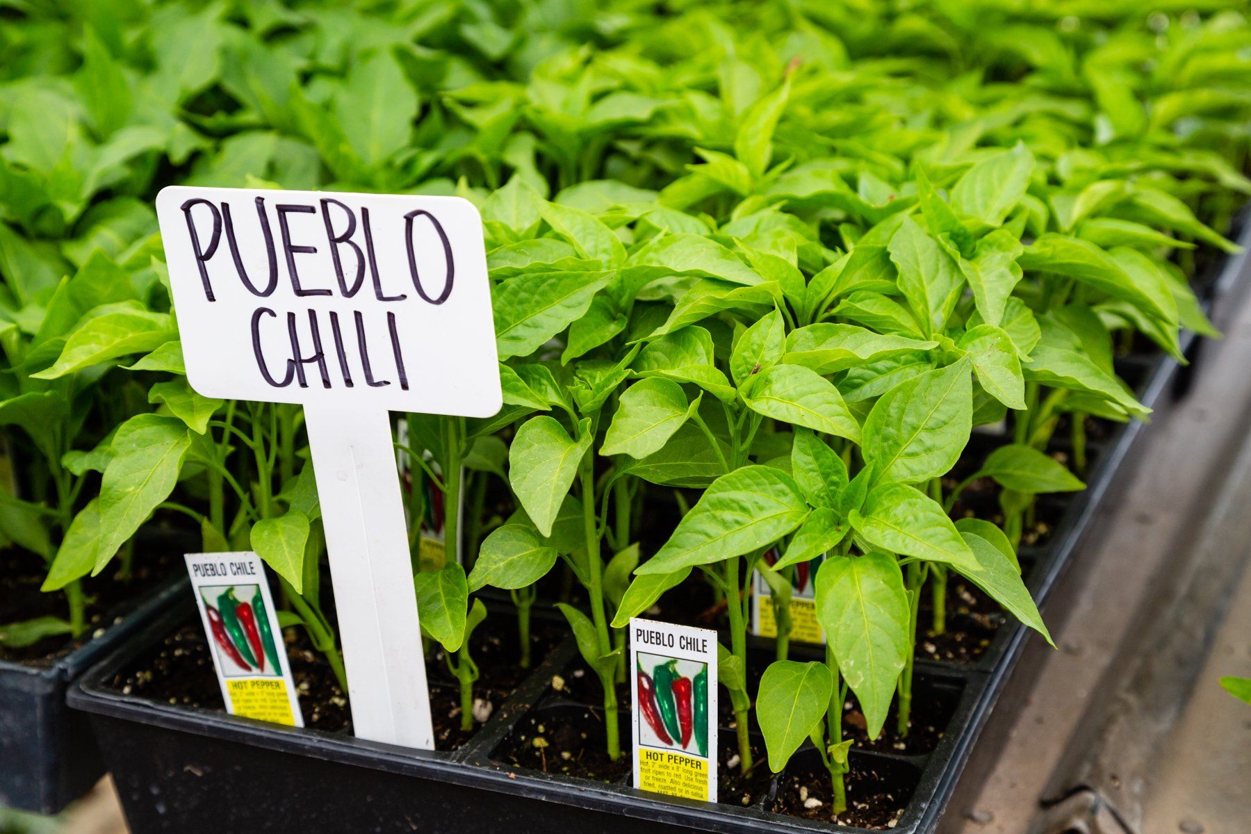 Veggie & Flower Plants