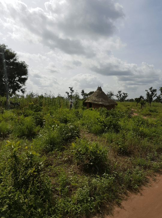 Fée d'or, plantation de gingembre au Mali
