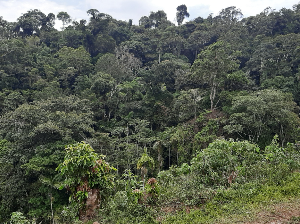 Primärwald am Rande von Plantage und Wasserfall, Peru 2019 Fée d'Or