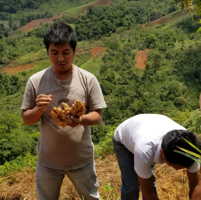 Partenaires cultivateurs, Pérou 2019, Fée D'Or gingembre suisse