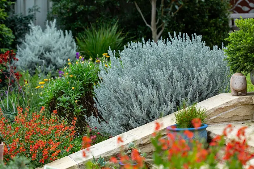 A Colourful Backyard Herb Garden — Capital Pro Care in Weston Creek, ACT