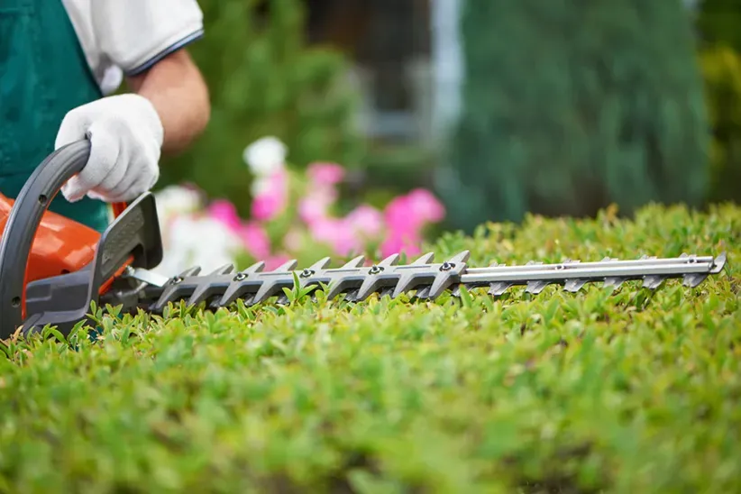 Man Trimming A Hedge in A Garden — Capital Pro Care in Gungahlin, ACT