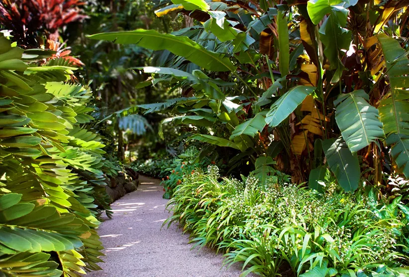 Tropical Garden with a Stone Path — Capital Pro Care in Greenway, ACT