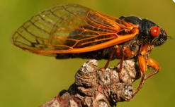 Female cicada sitting on a branch.