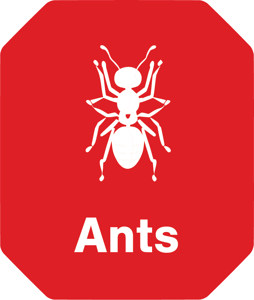 A red sign with an ant and the word ants on it