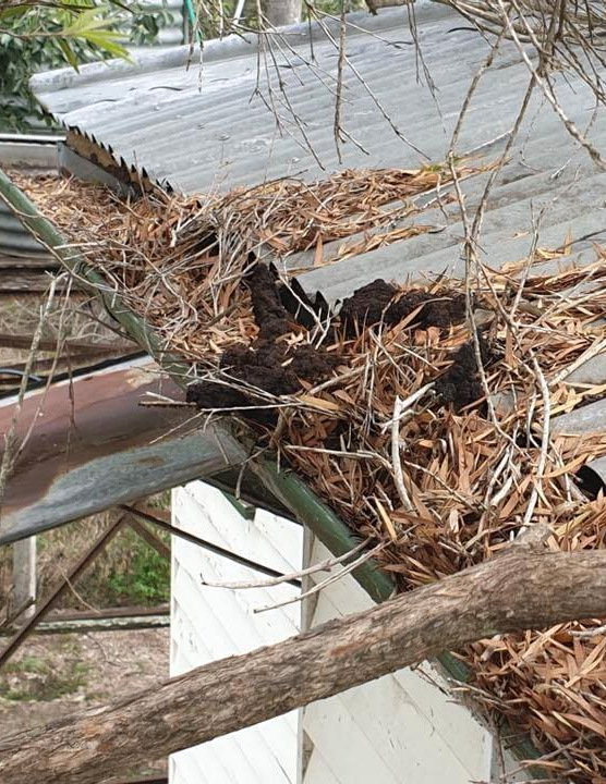 Close Up Of Dirty Gutter - Termite Inspections Lockyer Valley