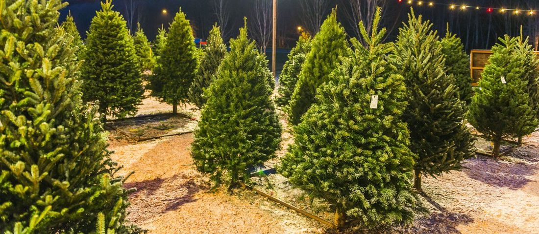 Christmas Trees