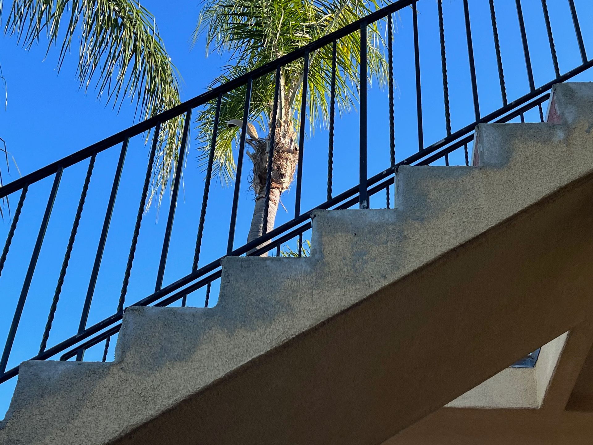 A staircase with a palm tree in the background