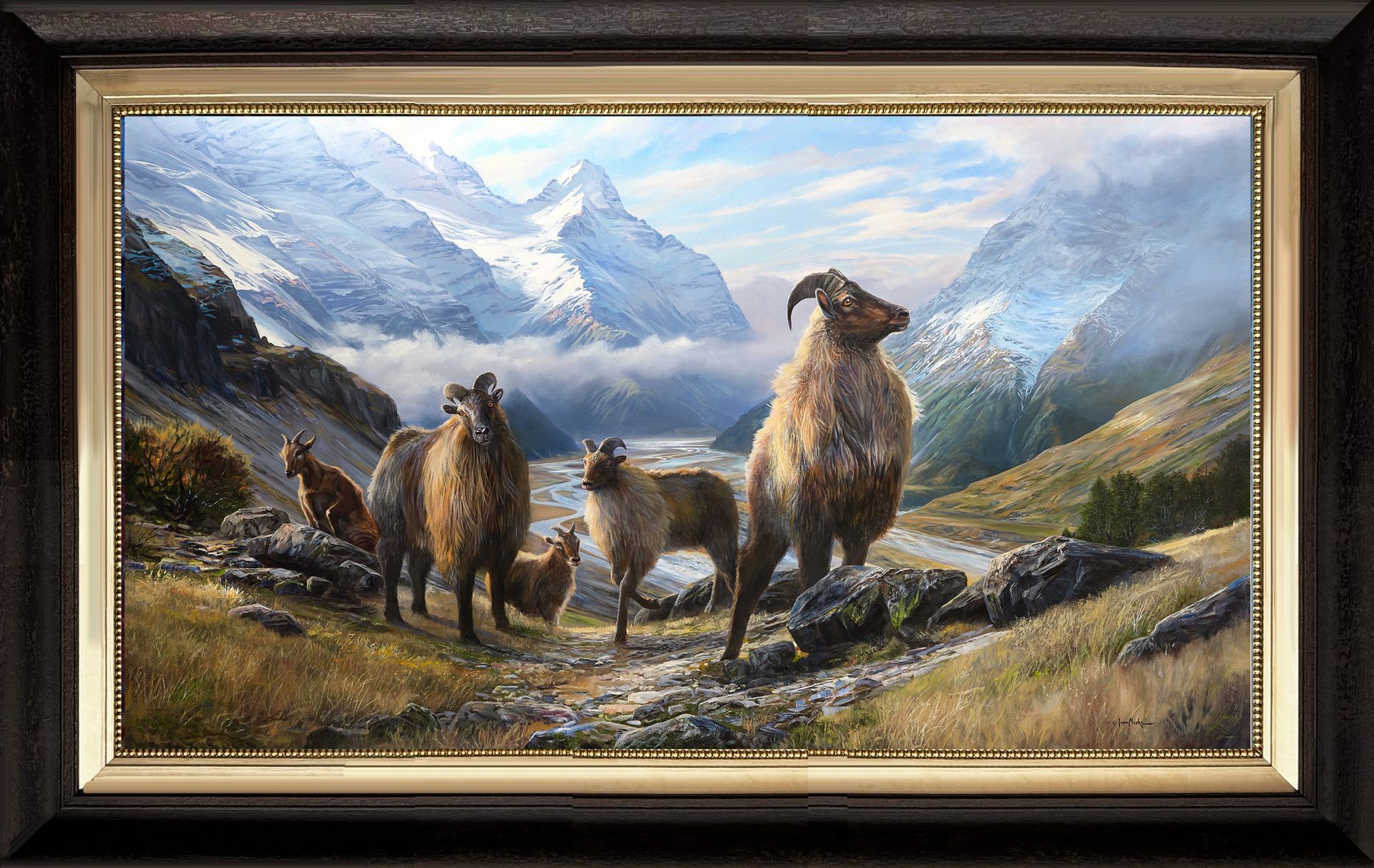 5 Tahr - Landsborough