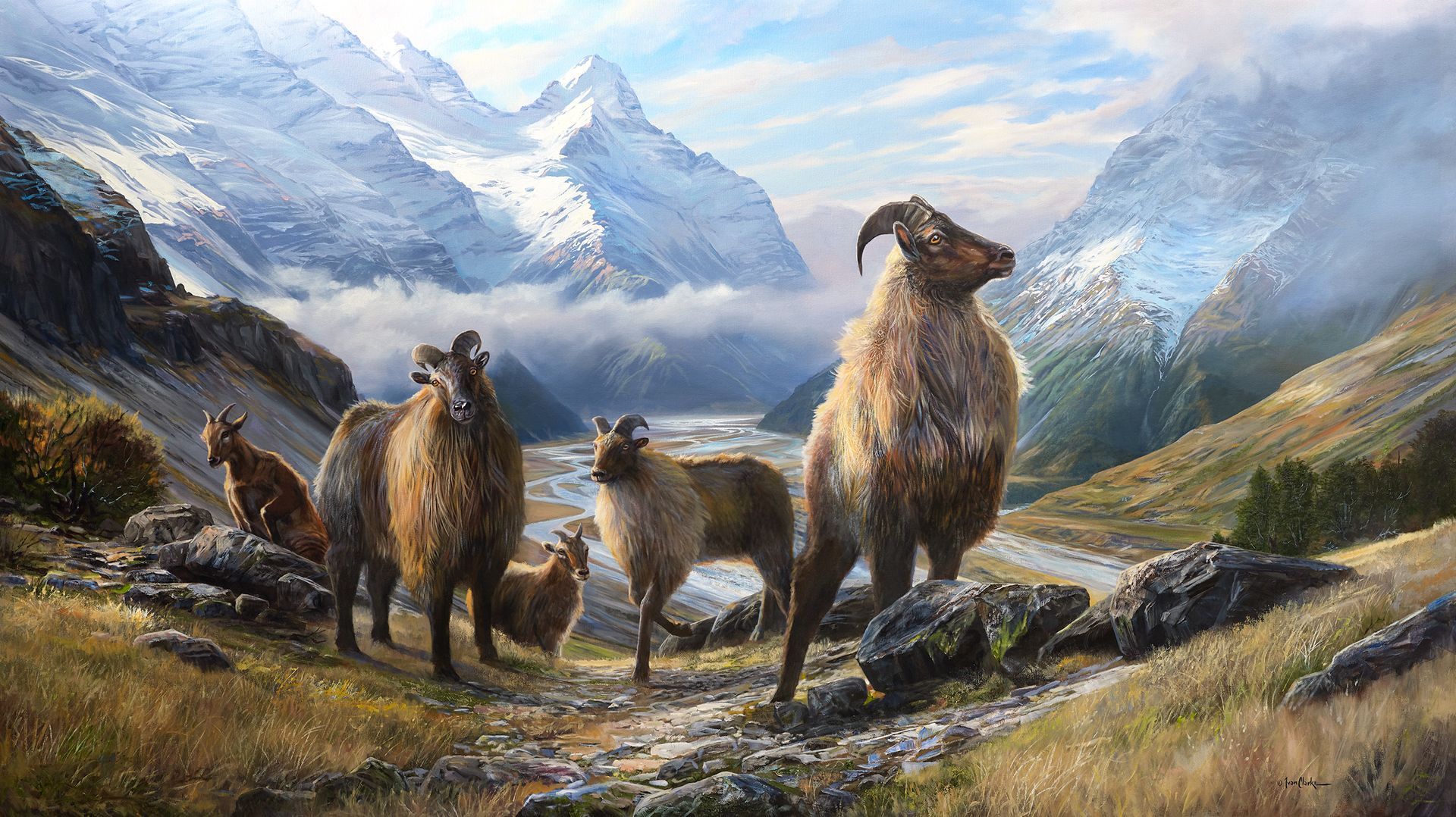 5 Tahr - Landsborough