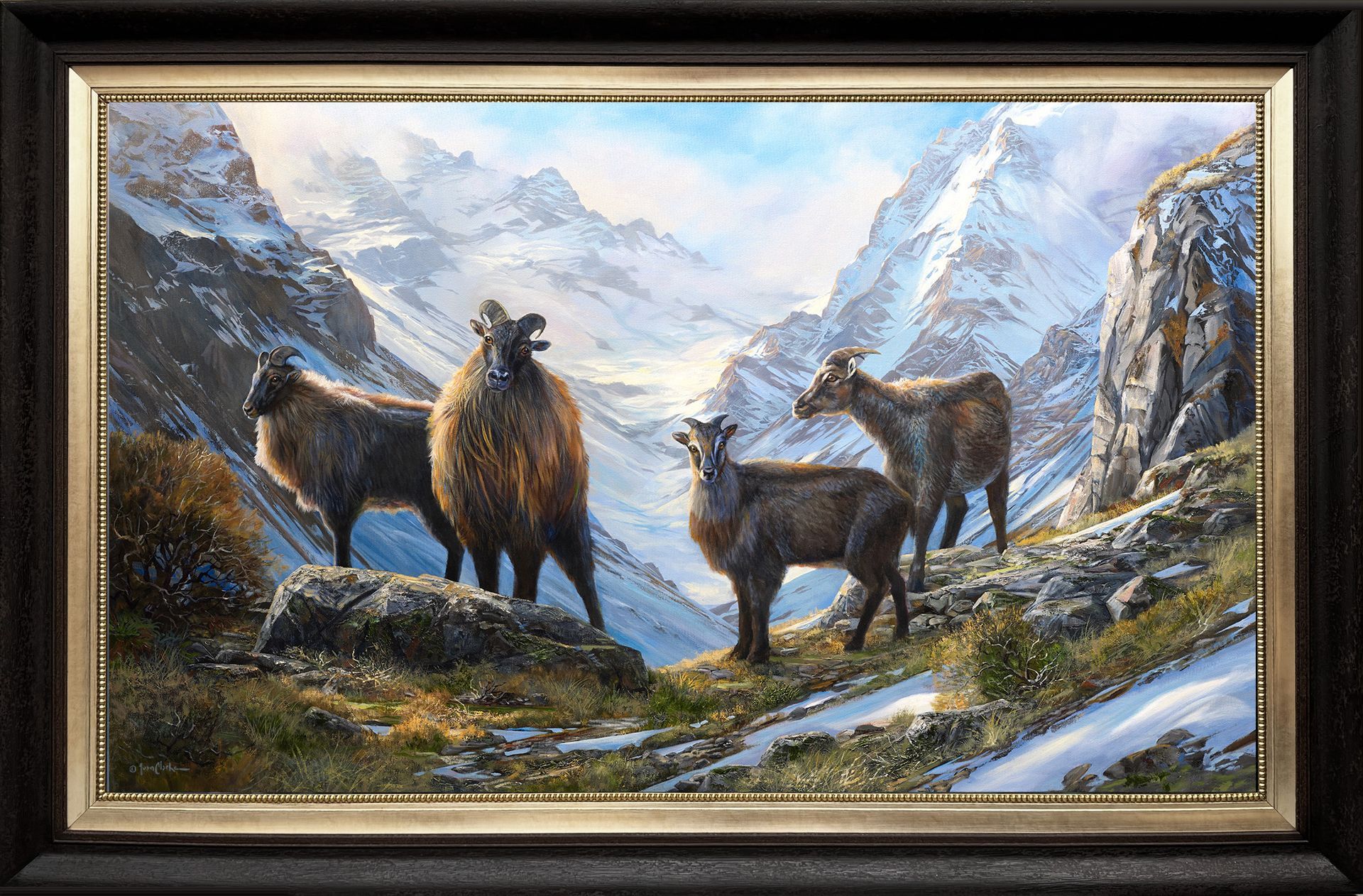 Four Himalayan tahr stand on a rocky, snow-dusted mountainside against a backdrop of snow-covered peaks.