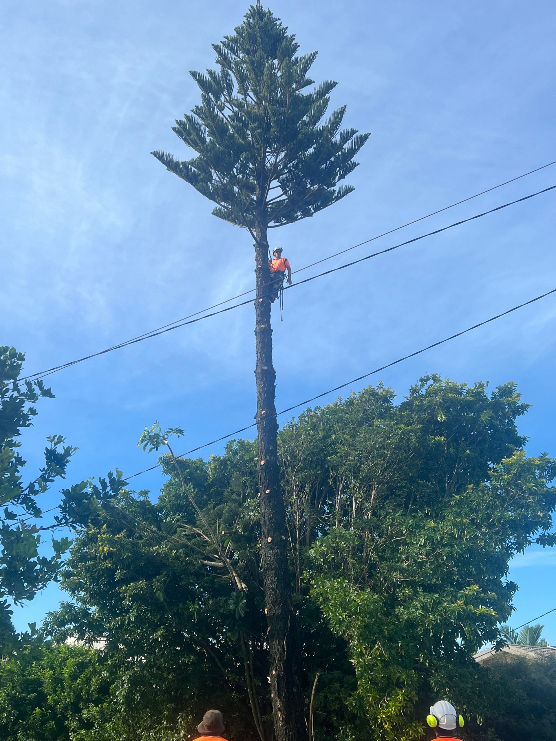 We Provide Arborist Services in Gold Coast Gold Coast Arborists